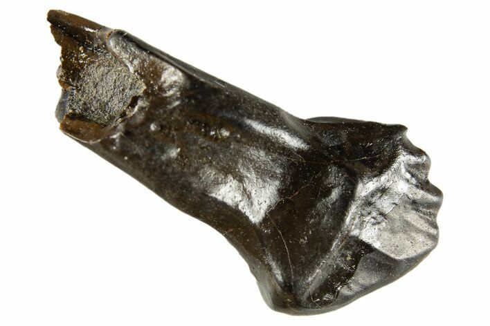 Fossil Rooted Nodosaur Tooth - Judith River Formation #313250